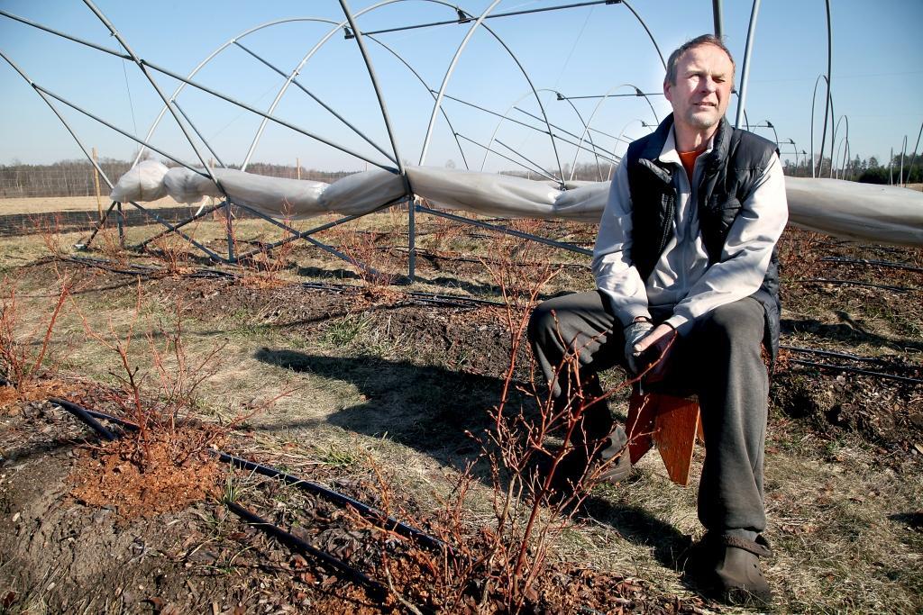 Lizuma pagasta „Taurēs” atrodas šai pusē viena no lielākajām krūmmelleņu plantācijām. Tās īpašnieki ir Lita un Jānis Gipšļi, kas nodibinājuši SIA „Tauru oga”. Pagaidām krūmmelleņu audzēšana gan ir tikai pašā sākumā. Šobrīd, izmantojot saulaino laiku, Jānis krūmiem cītīgi veido vainagus, kā arī izgriež sausos zariņus. „Mazliet jau esmu paslinkojis, tagad jāsarauj. Lai savestu kārtībā tikai vienu krūmu rindu, paiet visa diena. Rēķiniet, ja kopumā ir 24 simts metrus garas rindas, tad ar vienu pavasari vien nepietiek, lai katram krūmam izveidotu pareizu vainagu,” skaidro saimnieks.
Autors: Gatis Bogdanovs