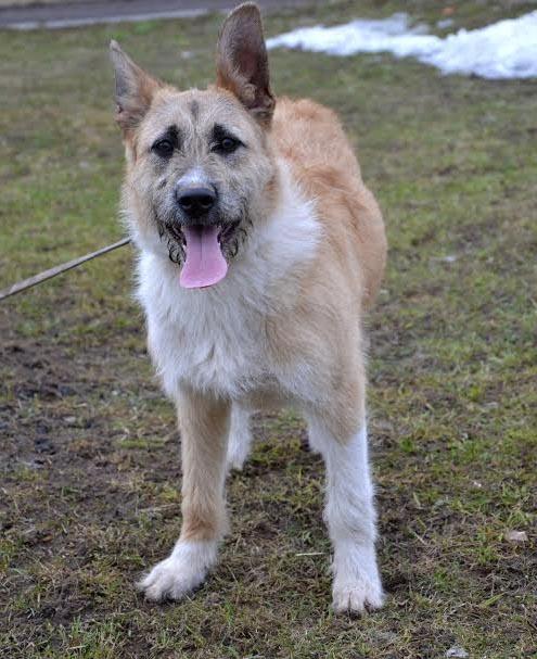 Autors: no dzīvnieku mājas 