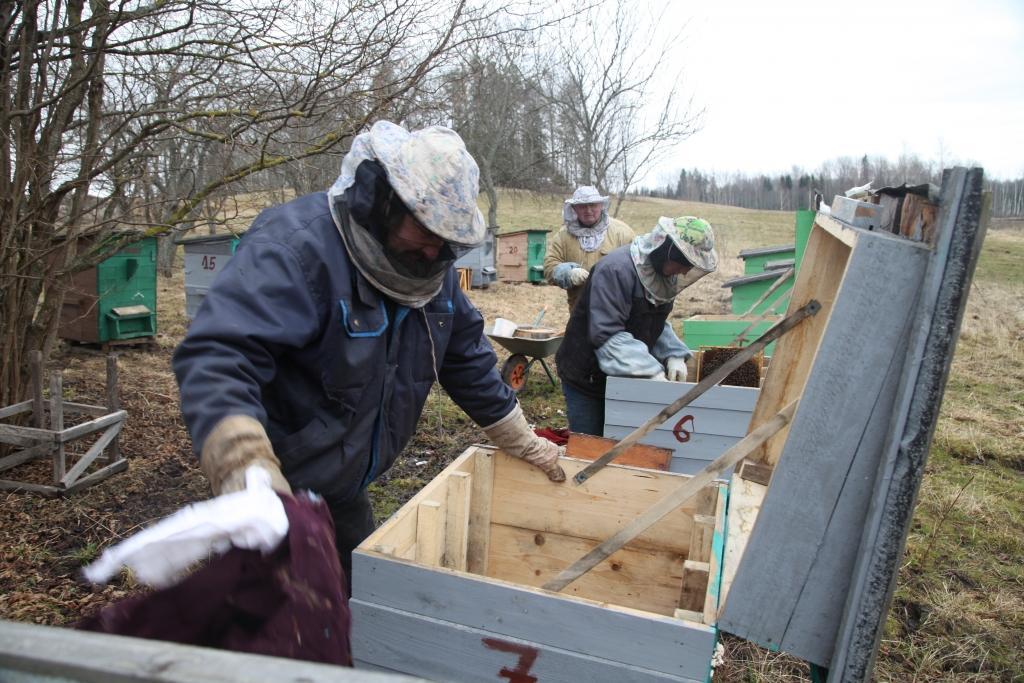 Biškopis Armunds Galviņš bišu saimes sācis apraudzīt jau marta pirmajās dienās. Viņam bišu ērcīte radījusi zaudējumus aptuveni 15 procentu apmērā. 	
Autors: Gatis Bogdanovs
