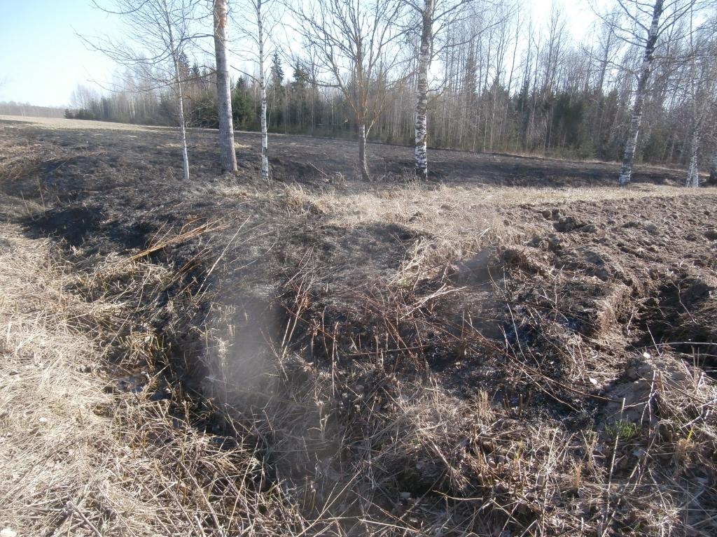 Pateicoties ugunsdzēsēju operativitātei, jaungulbenietim Dzintaram Galejam izdevies nosargāt pirms vairāk nekā divdesmit gadiem stādīto egļu jaunaudzi. 		
Autors: no personiskā arhīva