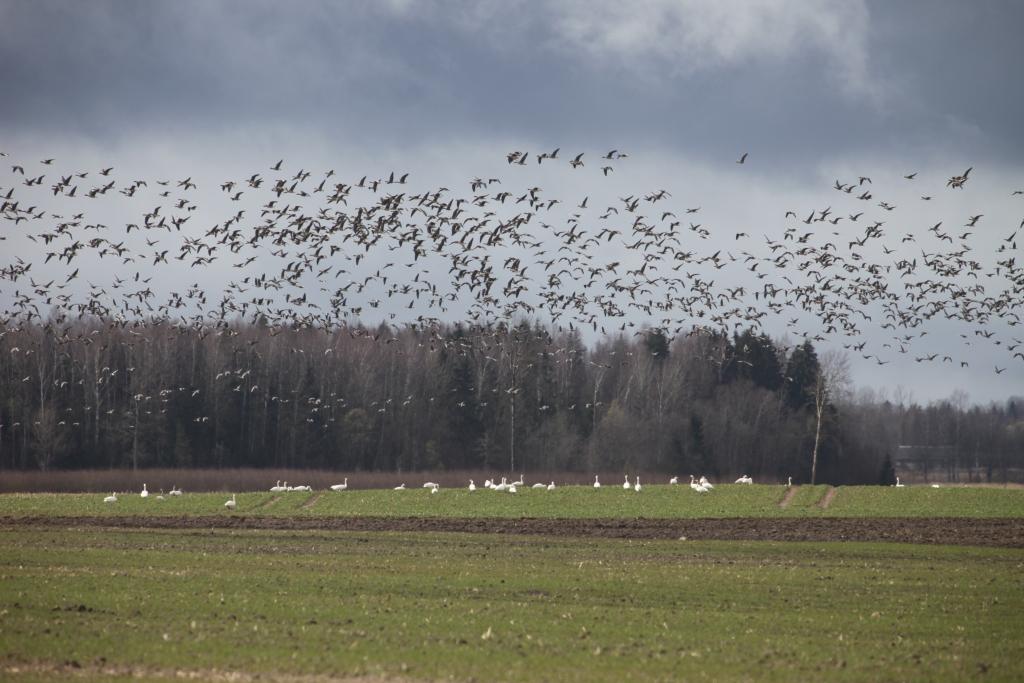 Milzīgu zosu baru, gulbjus un arī pāris dzērves šajās dienās varēja redzēt Daukstu ceļa malā.  
Autors: Gatis Bogdanovs