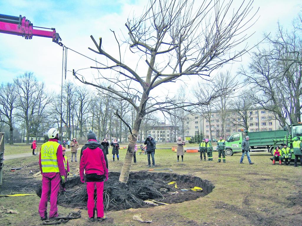 Krišjāņa Valdemāra ielas iekšpagalmā augošais riekstkoks tika pārstādīts Ēbelmuižas parka teritorijā Ziepniekkalnā. Riekstkoka pārstādīšanas 
process ilga divas dienas. 
Autors: NO SIA “RĪGAS MEŽI” ARHĪVA