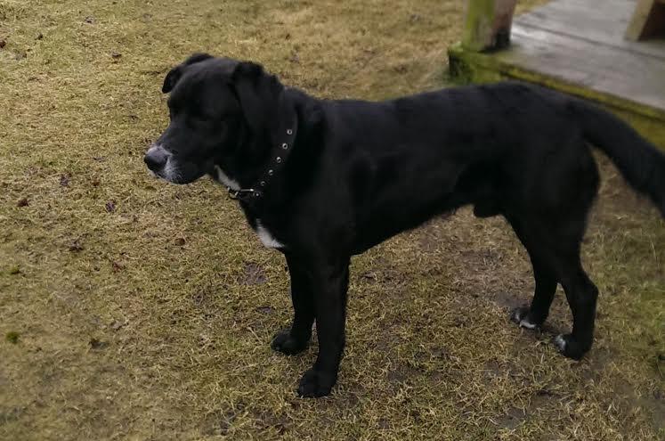 Suņu puika Rokis ir labradors, krustots ar vilku.
Autors: no personiskā arhīva