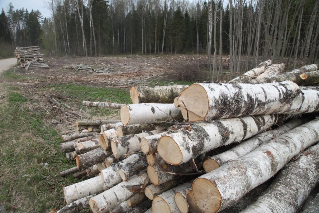 Jau vairākus gadus lielākā daļa pārkāpumu tiek konstatēta privātajos mežos. Pērn valsts mežos konstatēti tikai 14 pārkāpumi, pārējos turpretī - 104 pārkāpumi. 
Autors: Gatis Bogdanovs