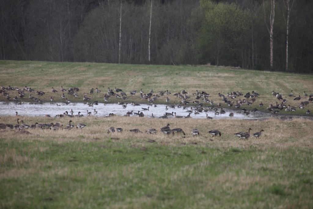Galgauskas pagastā, ziemāju laukos un pļavās, kas atrodas blakām ceļam, kas ved no Galgauskas uz Tirzu, zosu bari barojoties uzturas jau mēnesi.

Autors: Gatis Bogdanovs