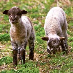 Autors: ilustratīvs