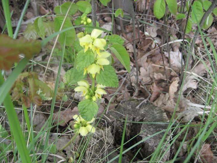Autors: Diāna Odumiņa
