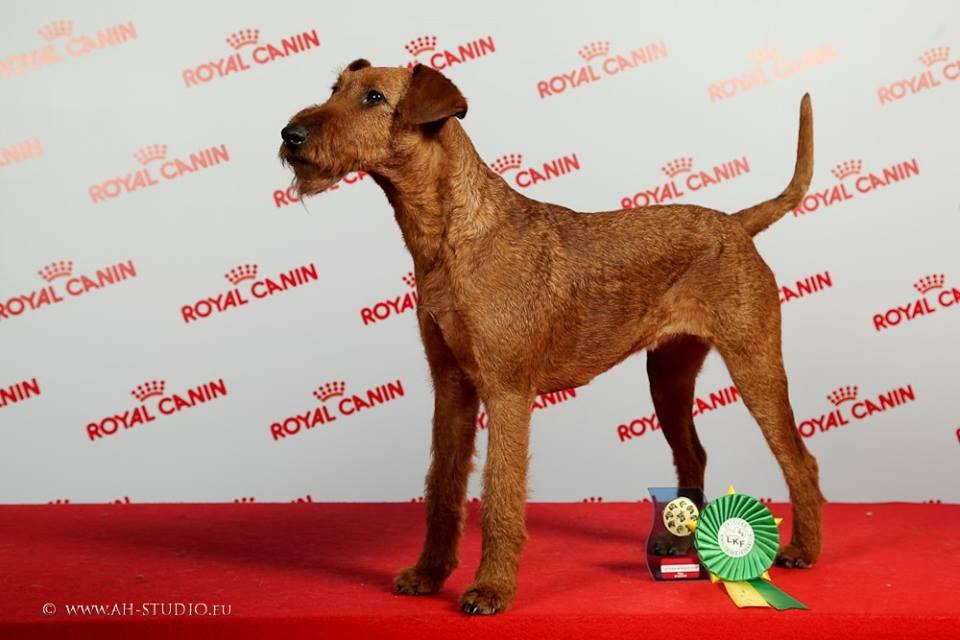 Pirmdien, 18.maijā, aptuveni pulksten 22.00 no mājas pagalma Gulbenē, Bērzu ielā, pazuda divus gadus veca īru terjera šķirnes suņu meitene Tressija. 
Autors: No personiskā albuma