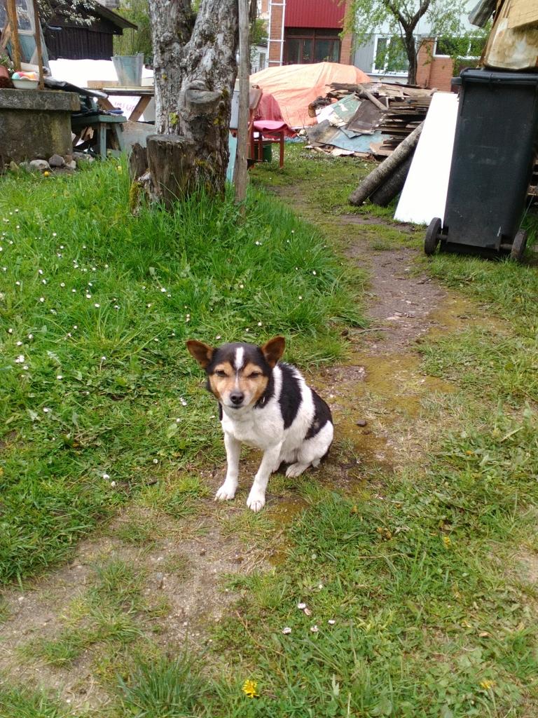 Aluksniesiem.lv raksta attēla aizvietotājs