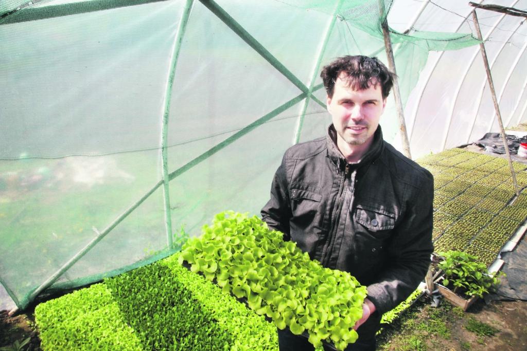 “Salātus no jauna sēju katru otro nedēļu, jo tie noražo divu nedēļu laikā. Karstā laikā pietiek ar nedēļu. Audzēju tās šķirnes, kas tiek pieprasītas tirgū. Tie ir romiešu salāti, šķirnes ‘Grand rapid’ un ‘Lobi’,” stāsta Armands Salenieks. Salātu stādīšanai tīrumā saimnieks izmanto speciālu stādāmo iekārtu.													  
Autors: Gatis Bogdanovs