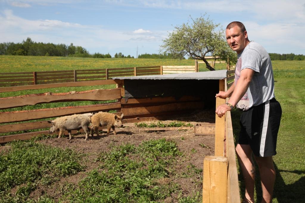 “Ja ziemas mēnešos kažoks līdzinās sprogu kupenai, tad vasarā tas kļūst ievērojami plānāks, jo ‘’Mangalica” šķirnes cūkas visu gadu dzīvo aplokā un lieliski piemērojas laika apstākļu mainībai,” stāsta Gatis Rikveilis. 	
Autors: Gatis Bogdanovs