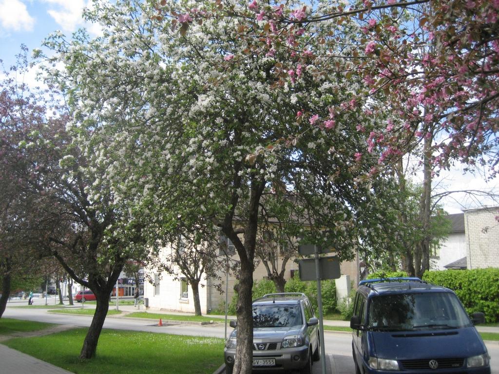 Sārti rozā ābelēm pa vidu zied baltā. Šādu skaistumu var vērot Ābeļu ielā iepretim Gulbenes rajona tiesas ēkai. 	
Autors: Diāna Odumiņa