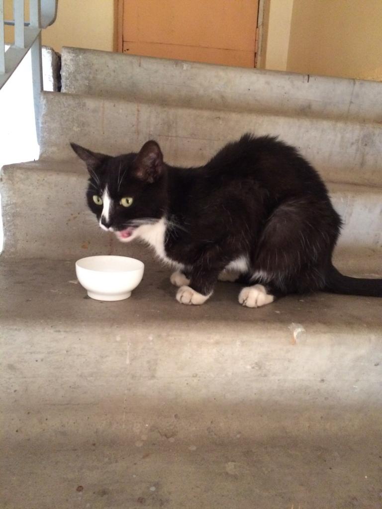 Autors: Diāna Odumiņa