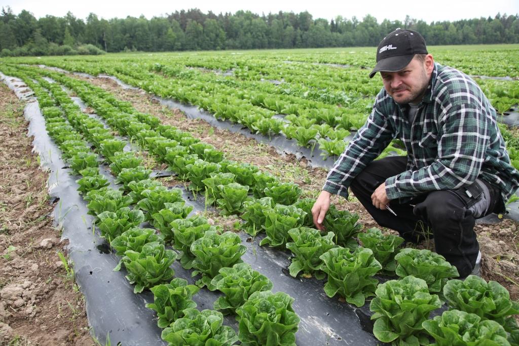 Arī šogad tāpat kā pērn Rolands turpina audzēt salātus lielās platībās. Pērn salātu lauks bija netālu no ceļa, tāpēc salāti palaikam tika zagti. Viņš pats redzējis, kā apstājas mašīna, salāti tiek izrauti ar saknēm, mašīnā iekšā un prom gabalā. Tagad salātu lauks atrodas tālu no ceļa, pa kuru ikdienā brauc transports. 	
Autors: Gatis Bogdanovs