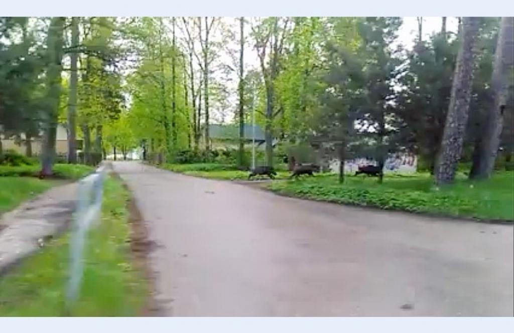 Aluksniesiem.lv raksta attēla aizvietotājs