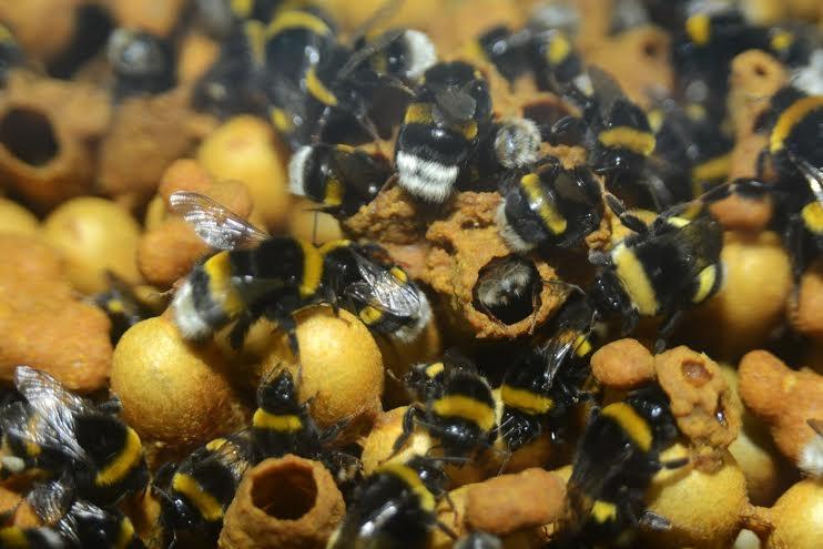 Autors: no Zooloģiskā dārza arhīva