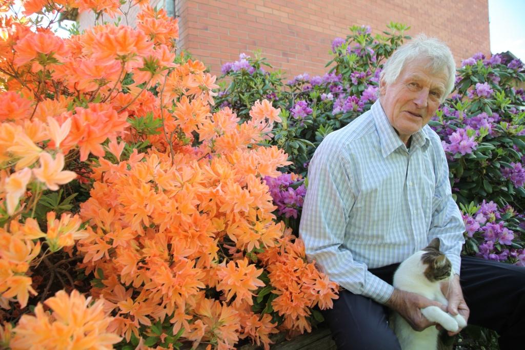 Milzīgas ziedu kupenas, kas priecē ne tikai paša rododendru audzētāja lejasciemieša Gunāra Lapkaša  sirdi un dvēseli. Par ziedu bagātību priecājas ikviens, kas ienāk viņa dārzā. Šogad gan daļu rododendru pavisam nesen papostījis spēcīgais vējš, kurš plosījies arī Lejasciemā. Lūstot ābeles zaram, daļa rododendru gājusi bojā. 
Autors: Gatis Bogdanovs