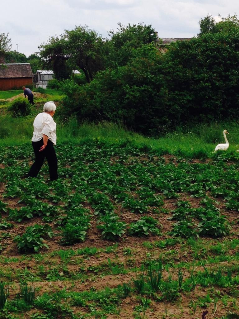 Sastapušies ar neviesmīlīgiem dārza saimniekiem un viesiem, gulbji cienīgi aizčāpoja projām un izmantoja iespēju turpināt ekskursiju pa Gulbeni, peldēdami notekūdeņu grāvī.  
Autors: no personiskā arhīva