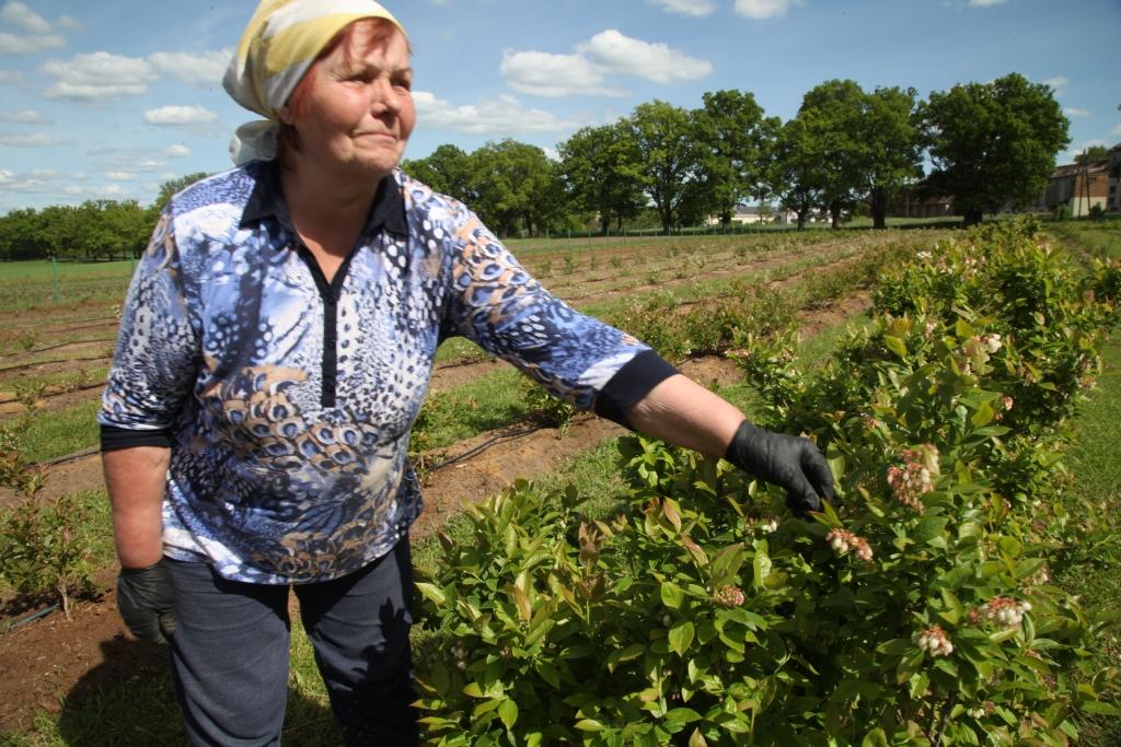 Krūmmelleņu krūmam ir balti zvanveida ziedi. Jau sāk manīt arī ogas. Par tām prieks Mirdzai Babrei. 
Autors: Gatis Bogdanovs