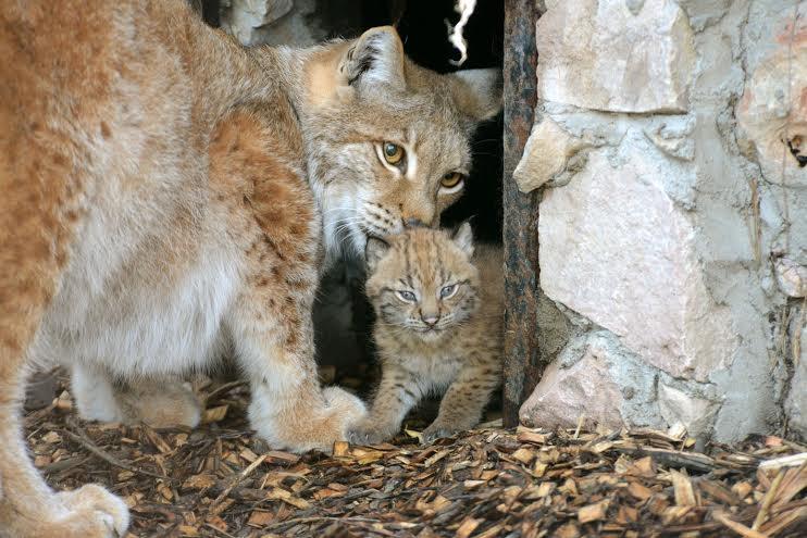 Autors: no Zooloģiskā dārza arhīva