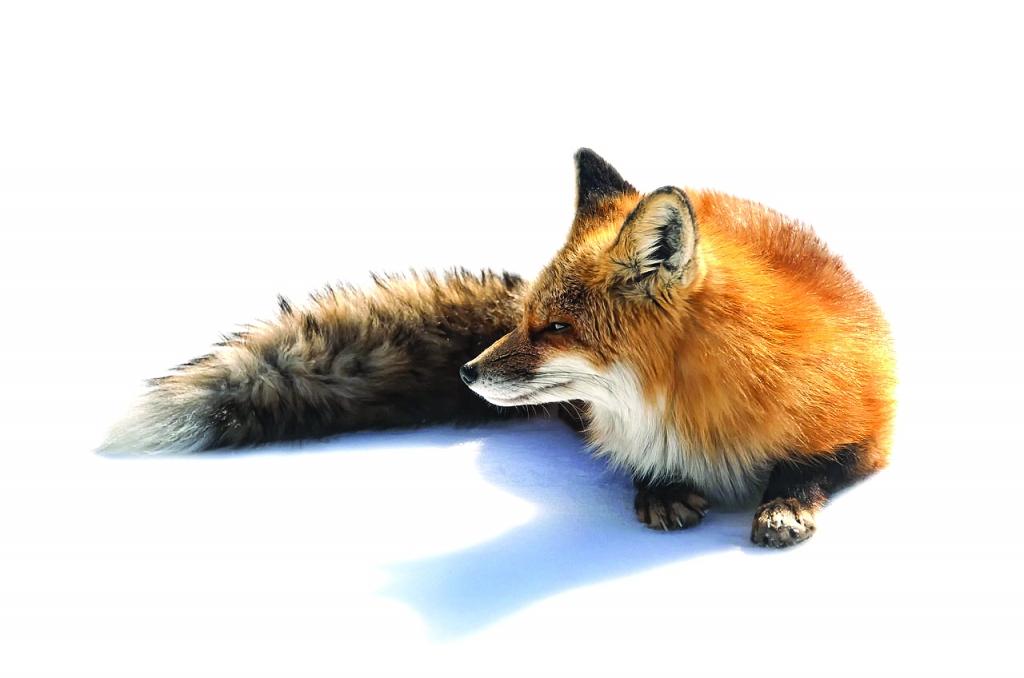 Zaķu un lapsu skaits mainās, jo šie dzīvnieki nepārtraukti mijiedarbojas. Sistēmiska psihoterapija izmanto šo salīdzinājumu, lai parādītu, kā apkārtējie procesi ietekmē attiecības ģimenē.
Autors: deviantart.net un petfinder.com