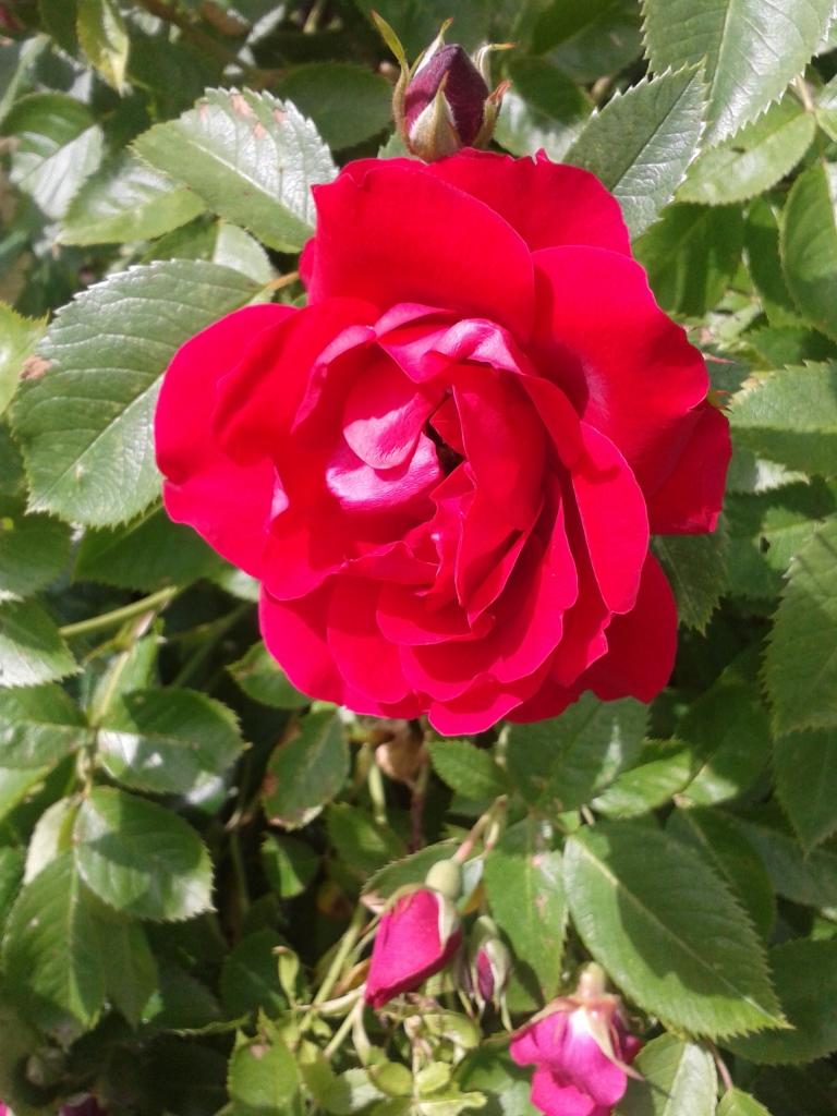 Autors: Ginta Alberte