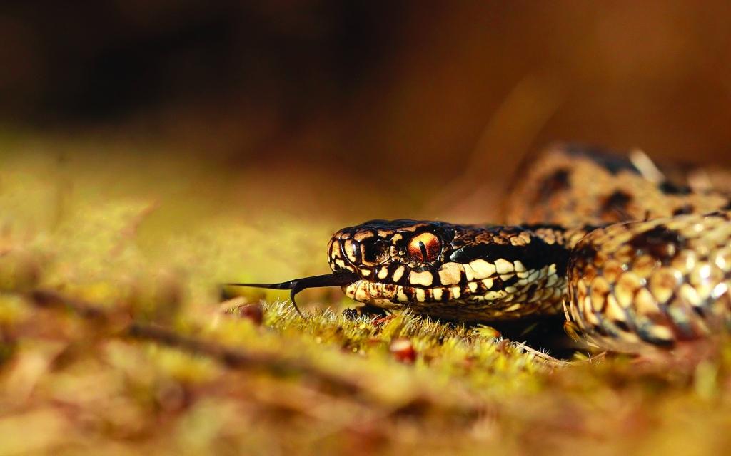 Autors: 7-themes.com