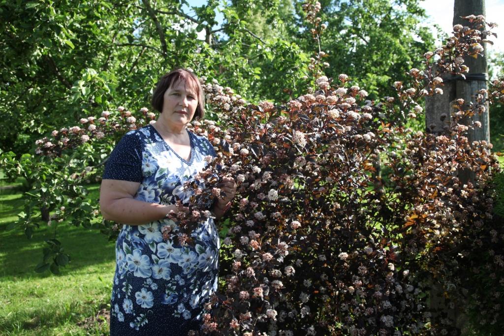 Daiga Melberga ar mīlestību kopj savas dzimtās mājas “Kalnalieldukuļus”, kas atrodas Rankas pagastā, veido dzimtas koku un katru dienu dodas apraudzīt puķes dārzā, kas pie viņas ir atceļojušas gan no izstādēm un botāniskajiem dārziem, gan iemainītas ar kaimiņiem, gan no  selekcionāru dārziem, gan pašas izaudzētas. “Par dārza rotu es uzskatu irbeņlapu fizokarpu, kas šobrīd krāšņi zied. To arī Anglijā uzskata par karalisku augu,” lepojas Daiga.	
Autors: Gatis Bogdanovs