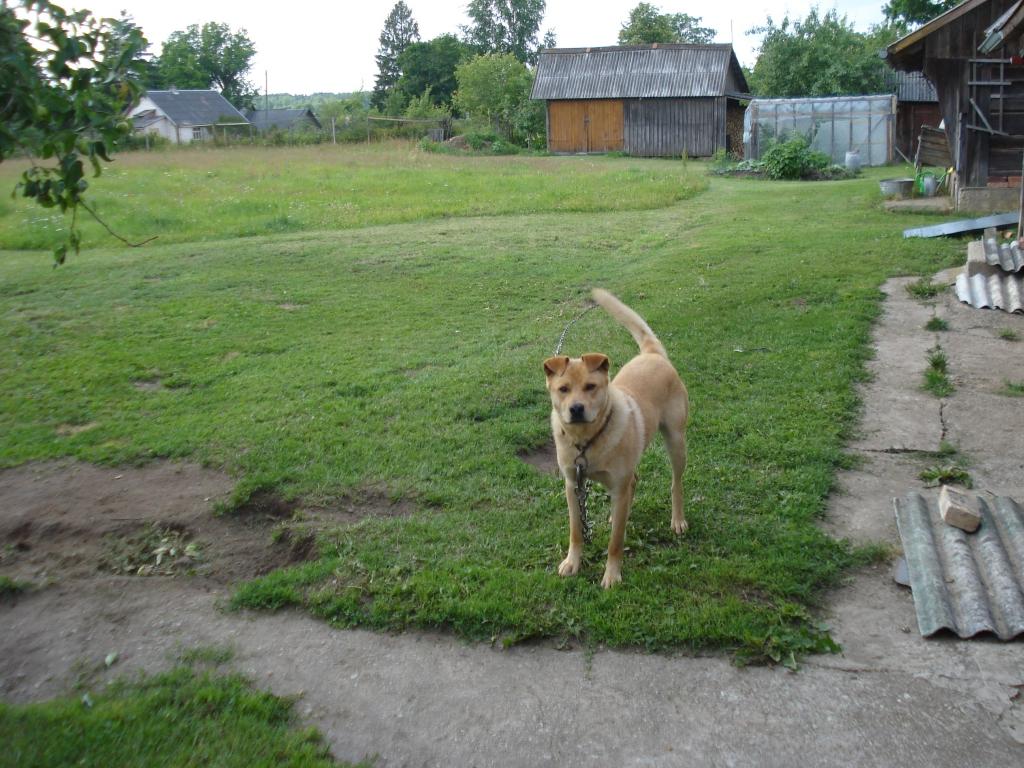 Aluksniesiem.lv raksta attēla aizvietotājs