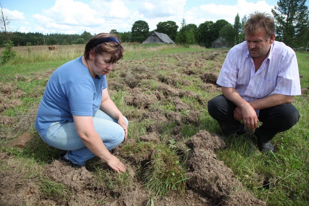 Vai tiešām 20 hektāriem piemājas zemes būs jājož apkārt sēta, lai izsargātos no meža cūkām? Andris un Sandra Krišjāņi saprot, ka tas nav reāli. Nakts aizsegā zvēri klusi un nemanāmi savus nedarbus pastrādājušas netālu no šīs zemes saimnieku mājām. 	
Autors: Gatis Bogdanovs