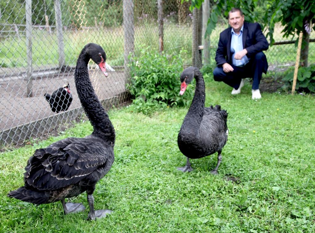 Pašlaik melnie gulbji aklimatizējas kādā saimniecībā Gulbenes novadā.	
Autors: Gatis Bogdanovs
