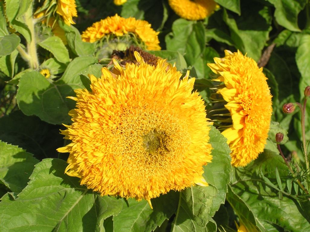 Autors: Tamāra Ulase