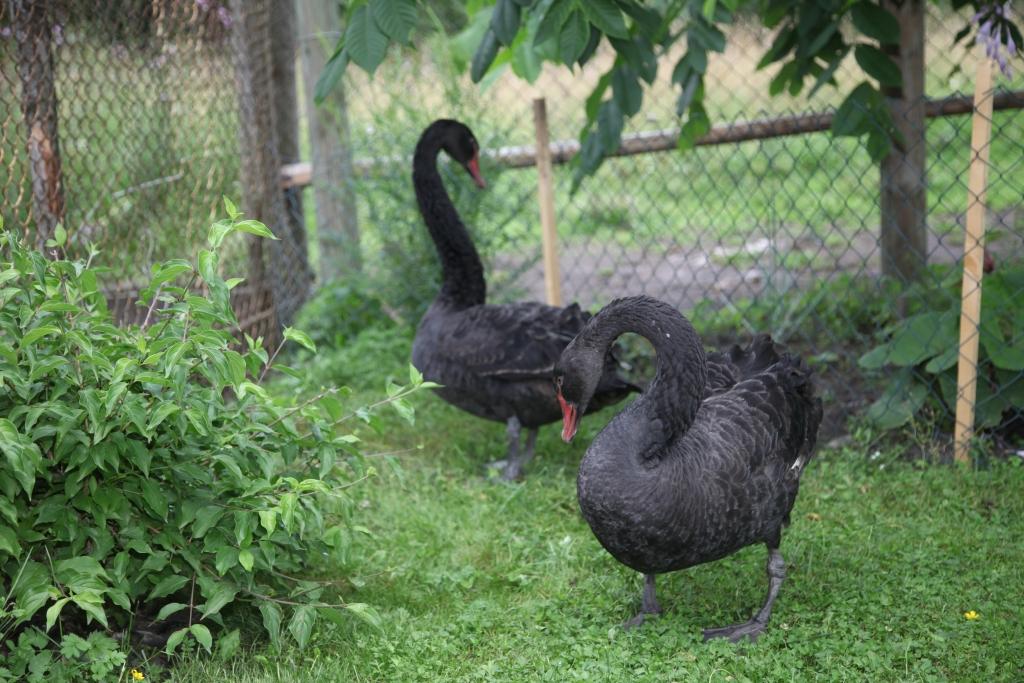 Autors: Gatis Bogdanovs