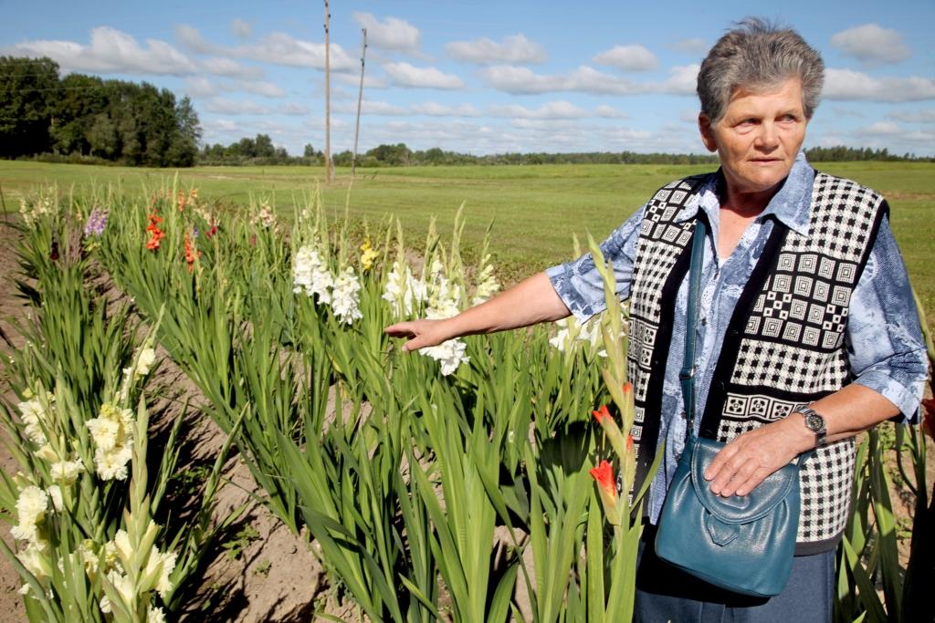 Gulbeniete Maija Sirmā jau pusgadsimtu par savām sirdij tuvākajām puķēm un dārza karalienēm sauc gladiolas. Šobrīd viņai ir vairāk nekā astoņdesmit gladiolu šķirņu, kuras Maija izvērtē gan pēc ziedu krāšņuma, gan izturības un neuzņēmības pret slimībām. Viņa uzskata, ka gladiolas ir ļoti pacietīgas puķes, jo spēj izturēt gan sausumu, gan mitrumu. Lielākoties Maija sadarbojas ar Latvijas gladiolu selekcionāriem, jo pati līdz šim neesot mēģinājusi radīt jaunu šķirni, lai gan viņai tas nav nekāds noslēpums. Par Maijas krāšņajām gladiolām ir bijis iespējams savulaik priecāties, apmeklējot ziedu izstādes. 		
Autors: Gatis Bogdanovs