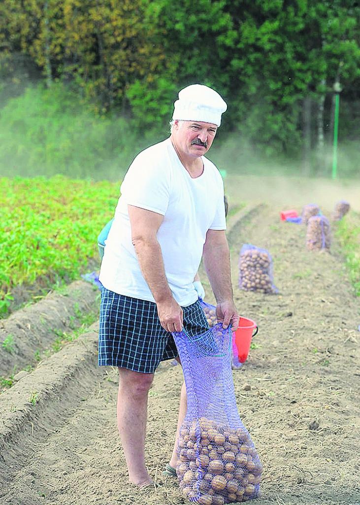 Pagājušajā nedēļā A. Lukašenko piedalījās kartupeļu novākšanas talkā, kurā pielasījis 70 maisu ar tupeņiem, kas ziedoti bērnunamiem. 
Autors: president.gov.by