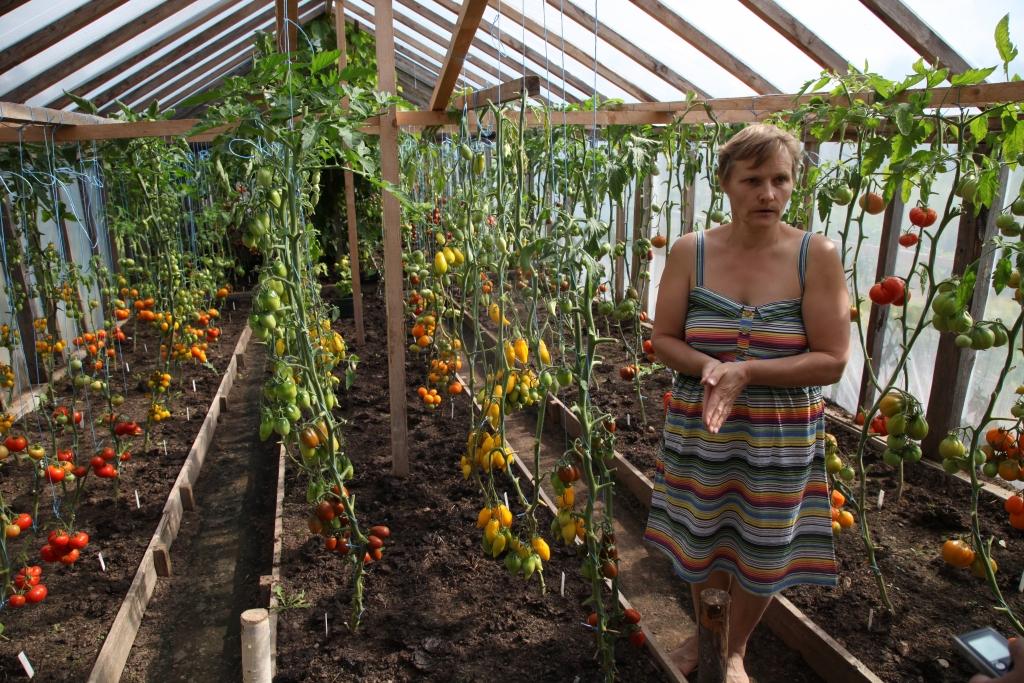 “Esmu strādājusi dārzniecībā, kur audzēju ne tikai tomātus un gurķus, bet arī puķes, tāpēc zinu, kas augiem patīk, kas nepatīk. Siltumnīcā tomātiem ļauju izaugt manā garumā. Pretējā gadījumā nevarēšu tikt ar tiem galā. Tomātus stādu arī laukā, lai pētītu, kuras šķirnes labi ražo arī zem klajas debess,” stāsta Druvienas pagasta “Tīrumkleivas 1” saimniece Ruta Ozola. 
Autors: Gatis Bogdanovs