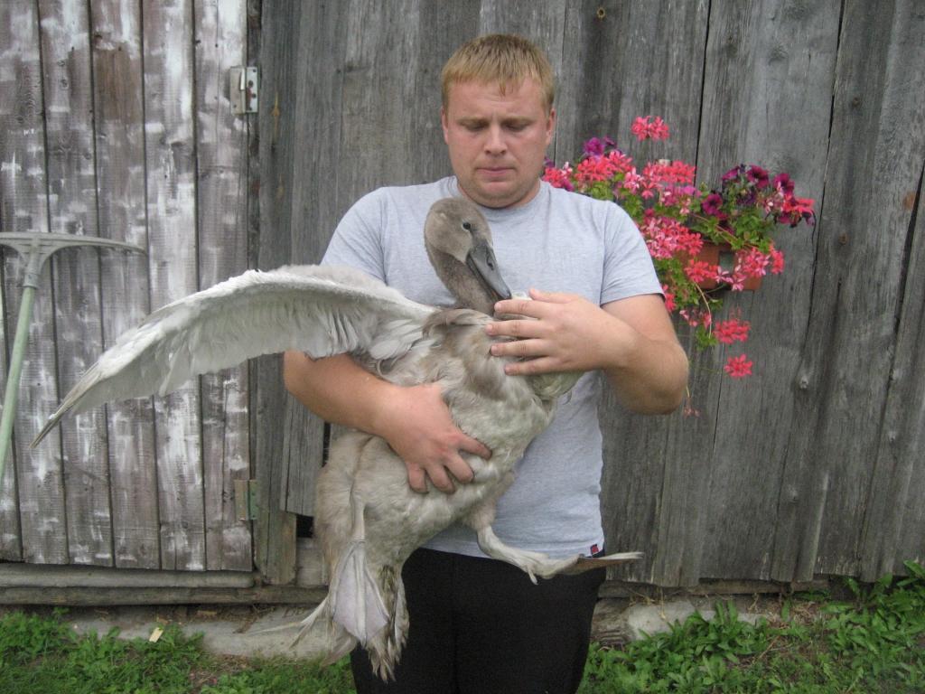 “Jaunais gulbis izmēra ziņā jau ir tikpat liels kā viņa vecāki, taču pagaidām vēl putna apspalvojums ir pelēks. Tādi šie jaunie gulbji arī rudenī aizlido uz siltajām zemēm, bet pavasarī Latvijā atgriežas jau balti,” stāsta Sergejs Mollers. Viņš vēl nezina, vai arī šis gulbis būs spējīgs dzīvot savvaļā. 	
Autors: Diāna Odumiņa