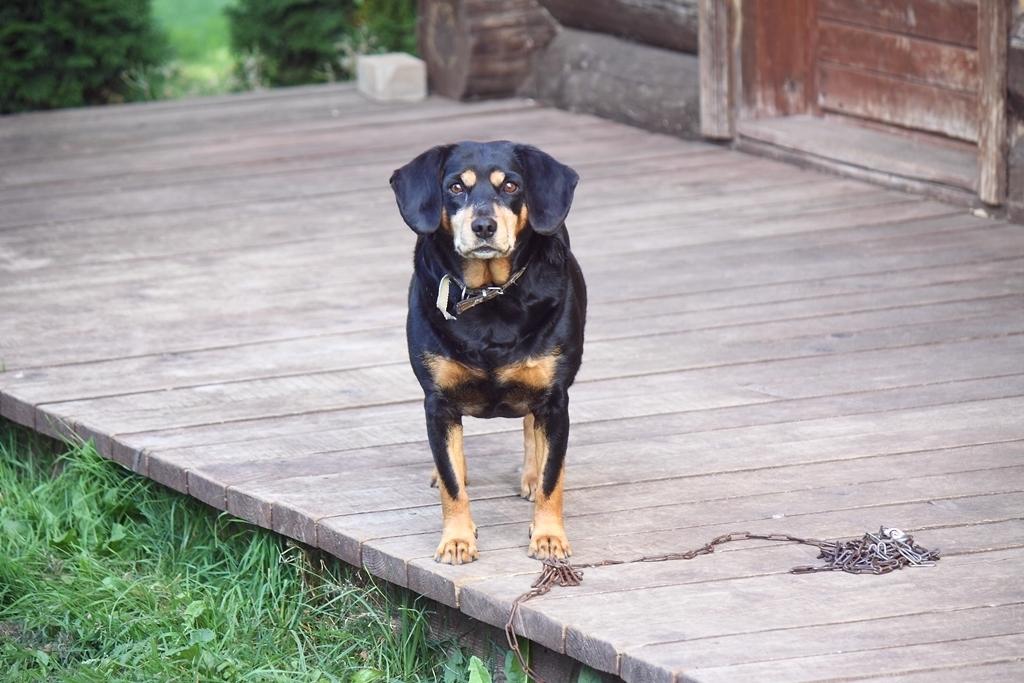 Paldies radiem Ivaram un Amandai, ka uzņēmās rūpes par sunīti Grietu!
Autors: no personiskā arhīva
