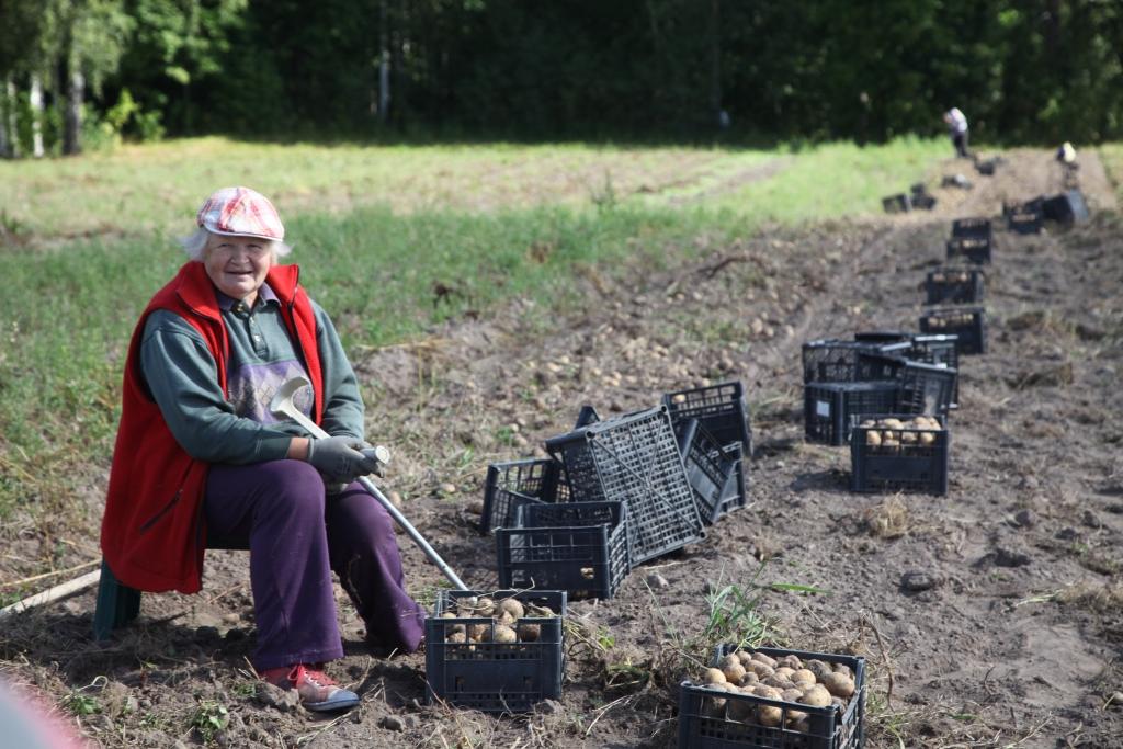 Kartupeļu šķirņu daudzveidības saimniece Aina Glāzniece no Stradu pagasta par kartupeļiem runā ar mīļumu. “Man kartupeļi ir mīļi tāpat kā citiem puķes vai dzīvnieki. Atkarībā no šķirnes agruma kartupeļus pamazām sāku vākt jau augusta beigās,” saka A.Glāzniece.	
Autors: Gatis Bogdanovs 