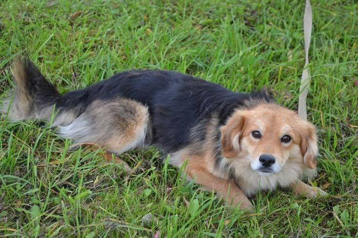 Autors: no dzīvnieku mājas 