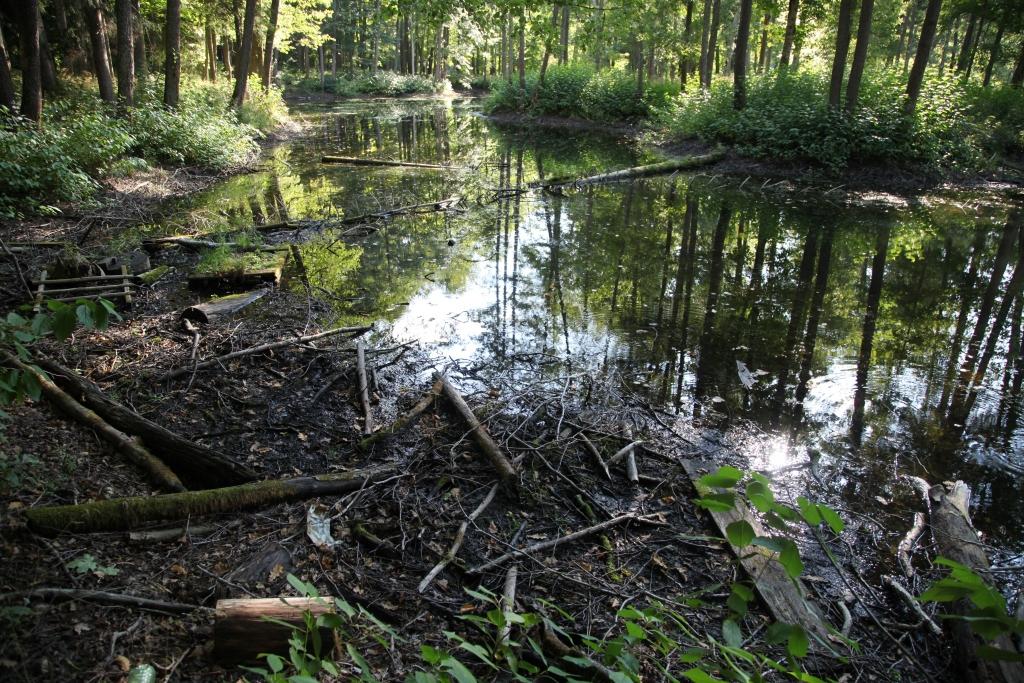 Emzes parka dīķa ainavu bojā ūdenī sakritušie koki. Gulbenes iedzīvotāji vēlētos, lai pašvaldība tīra dīķi. To varētu paveikt arī paši gulbenieši, ja tiktu sarīkota talka.	
Autors: Gatis Bogdanovs