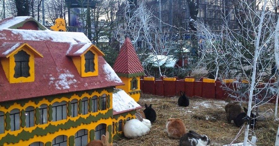 Sešus kilometrus aiz Bauskas uz Rīgas pusi, Garozas – Codes krustojumā, kā uz delnas redzamas mazas eiropeiska stila mājiņas, kurās, izrādās dzīvo... truši.
Autors: www.delfi.lv