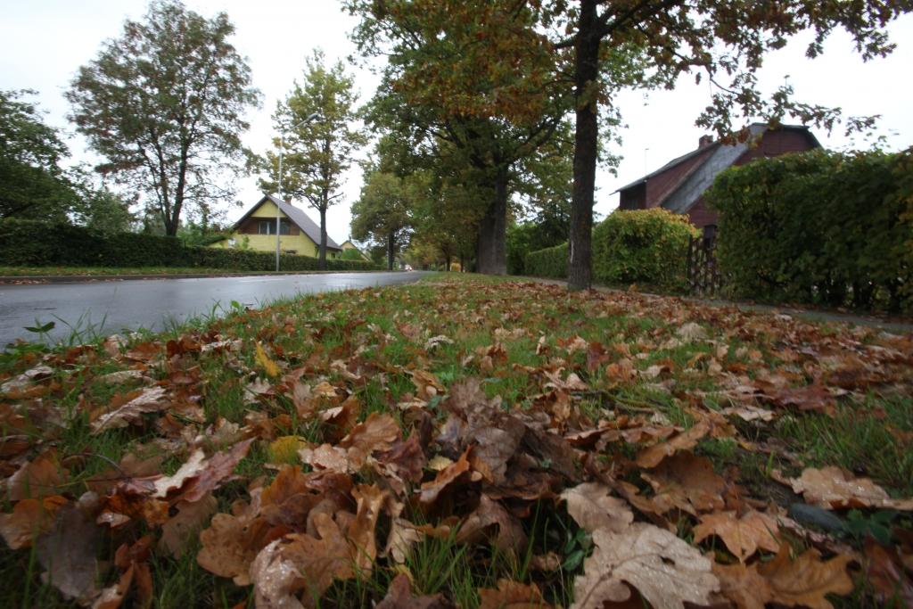 Ozolu ielā ozoliem jau birst lapas. 
Autors: Gatis Bogdanovs