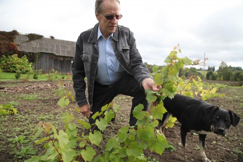 Rankas pagasta SIA “Vecpāpani” saimnieks Māris Brencis, kurš jau vairāk nekā desmit gadus kopj augļu dārzu un audzē avenes, nolēmis pievērsties arī vīnogu audzēšanai. Pagaidām vīnogulāji vēl ir mazi, tāpēc pirmo kārtīgo vīnogu ražu varēs gaidīt tikai pēc trim gadiem. “Tagad krāju pieredzi par salīdzinoši jaunu un svešu kultūru manā saimniecībā – vīnogām, lai gan jau pirms vairākiem gadiem vīnogulāju iestādīju pie dzīvojamās mājas, kurš ražo ogas. Esmu ticies ar pieredzējušiem vīnogu audzētājiem, lasu literatūru, izzinu piemērotākās šķirnes mūsu apstākļiem. Tā kā esmu vīndaris, tad nākotnē patērētājiem piedāvāšu arī vīnu, gatavotu no vīnogām,” saka M.Brencis. 
Autors: Gatis Bogdanovs