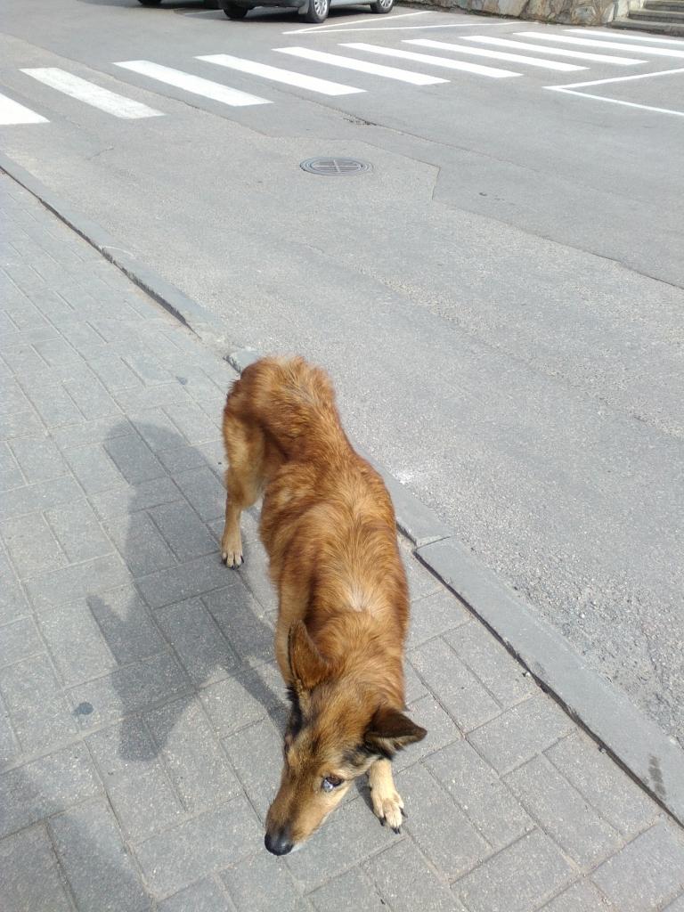 Lai tie, kas fotogrāfijā atpazīst šo suni un zina viņa saimnieku, padalās ar informāciju. Ļoti gaidīs šādus telefona zvanus Gulbenes dzīvnieku aizsardzības biedrībā “Ķepaiņu draugu klubs”. Kontakttālrunis – 29463076. 
Autors: Ira Žeigure