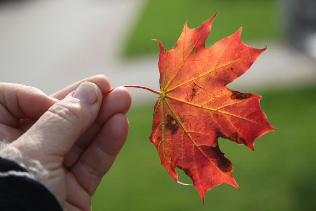 Autors: Gatis Bogdanovs