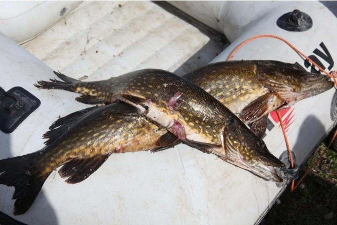 Autors: ilustratīvs