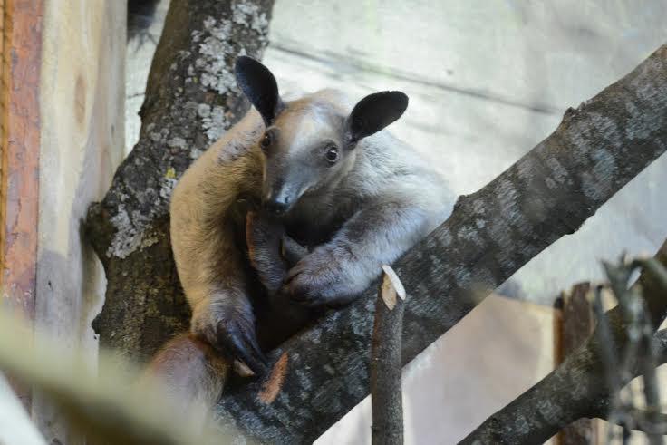 Rīgas Zooloģiskais dārzs. Četrpirkstu tamandua.
Autors: no Rīgas Zooloģiskā dārza arhīva