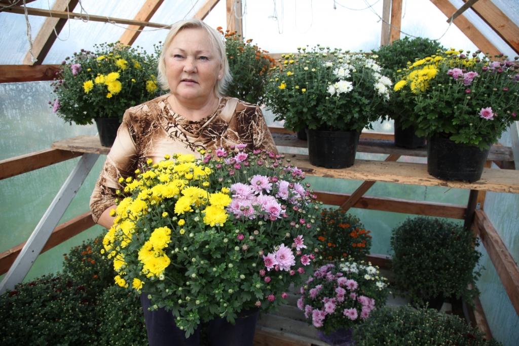 Beļavas pagasta “Indrānos” Nellija Zeiļuka krizantēmas jeb mārtiņrozes, audzē aptuveni 15 gadus. Tās ir viņas mīļākās puķes. Šobrīd dobēs skaisti zied dažādu toņu un vairāk nekā 30 šķirņu mārtiņrozes. Bet savulaik visa sākums bija tikai daži stādi. Pirmo gadu šo rūgteni smaržojošo rudens rožu klāstu ir papildinājušas krizantēmas, sauktas arī par multifloru, kas aug podos. To piemīlīgās apaļās krūma formas ar neskaitāmo ziedu krāšņumu labi izskatās gan terasēs, gan uz lodžijām, gan citviet. Nellija priecājas, ka selekcionāriem ir izdevies izveidot ļoti plašu mārtiņrožu šķirņu kolekciju, kas izceļas ar ziedu toņu dažādību.		
Autors: Gatis Bogdanovs