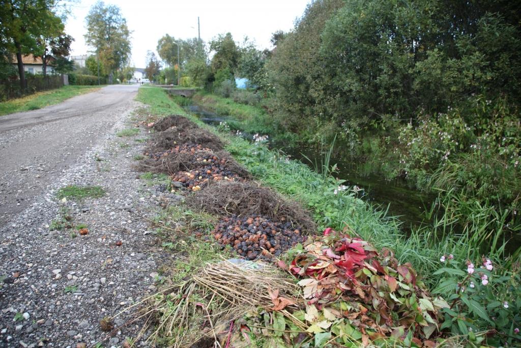 Par dārza atkritumu patvaļīgu novietošanu ielai piegulošajā daļā var saņemt ne tikai brīdinājumu, bet pat bargu sodu līdz 250 eiro. Ja šīs kaudzes 1.Maija ielas malā vainīgā persona nesavāks, sods ir garantēts. 
Autors: Gatis Bogdanovs
